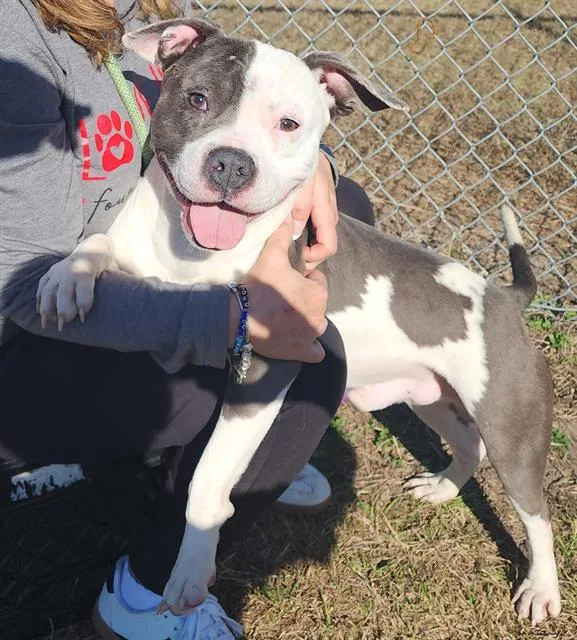 A young medium-sized male Pit Bull Terrier dog named Redhot for adoption in Brunswick, GA