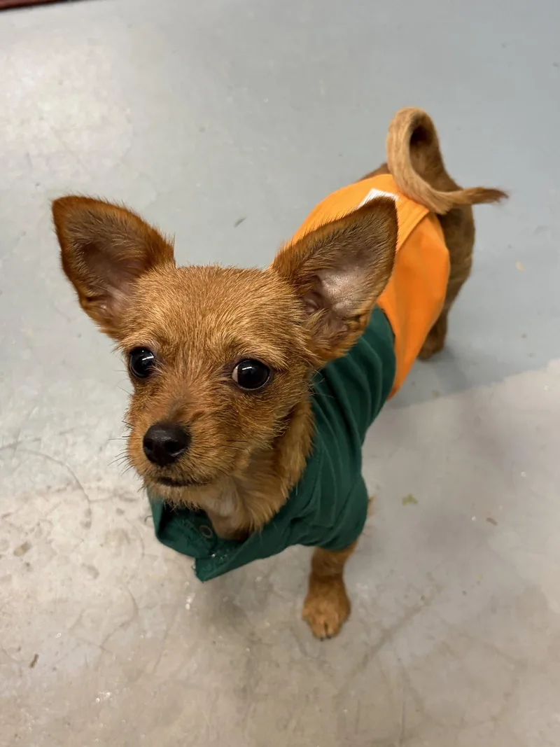 A young small-sized female Chihuahua dog named Layla for adoption in Newport, NH