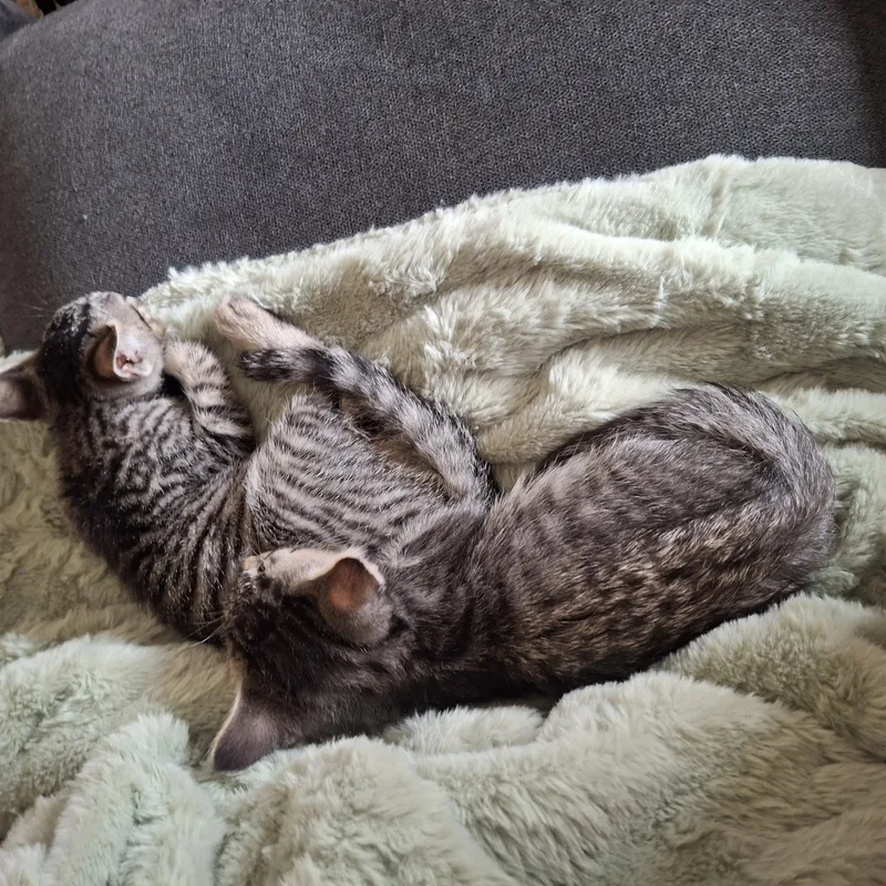 Fiddy & Nimble thumbnail 3
