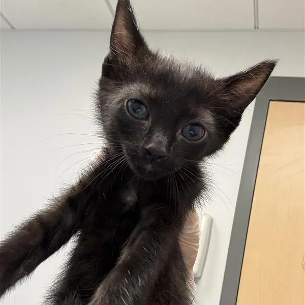 A baby small-sized male Black Domestic Short Hair cat named Pips for adoption in Jacksonville, FL