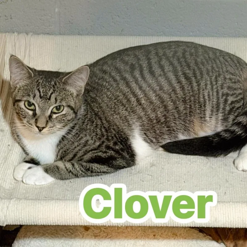 Clover thumbnail 6