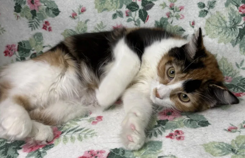 A young medium-sized female Domestic Medium Hair cat named Charity for adoption in Wetumpka, AL