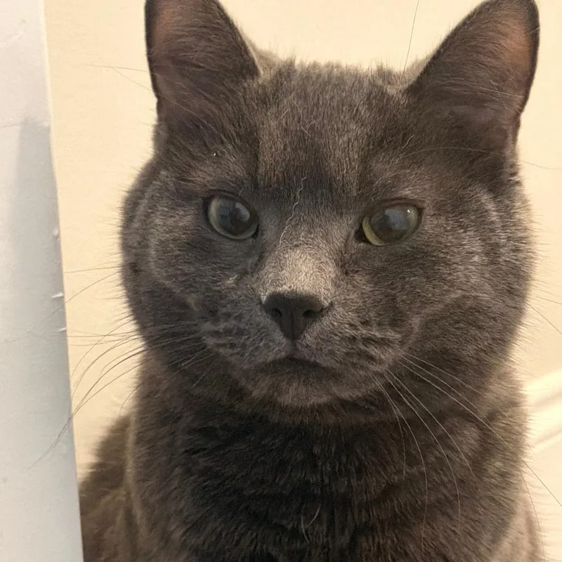 An adult medium-sized male Gray / Blue / Silver Domestic Short Hair cat named Benji for adoption in Lynchburg, VA
