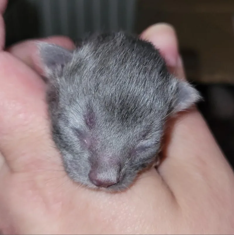 Benji thumbnail 4