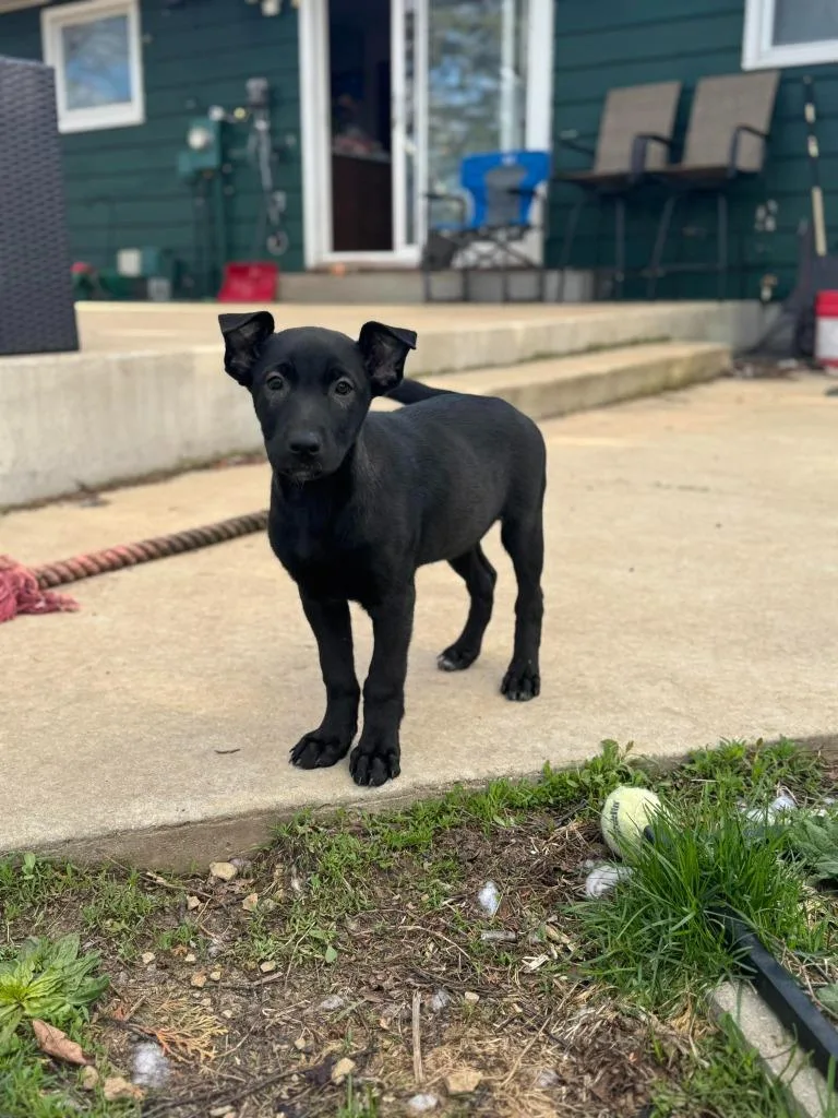 A baby medium-sized female Mixed Breed dog named Juicy Jessica for adoption in sun prairie, WI