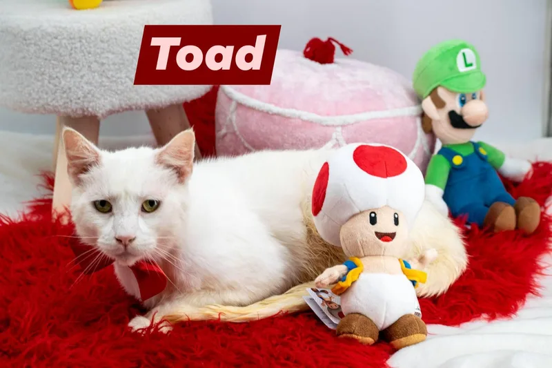 Toad