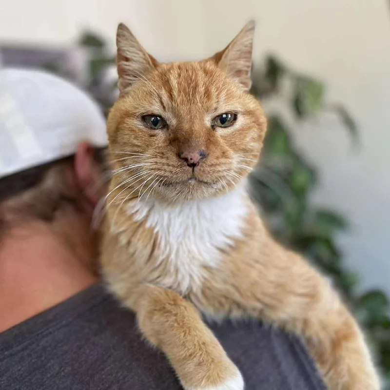 A senior large-sized male Orange / Red American Shorthair cat named Gumz for adoption in Ramona, CA