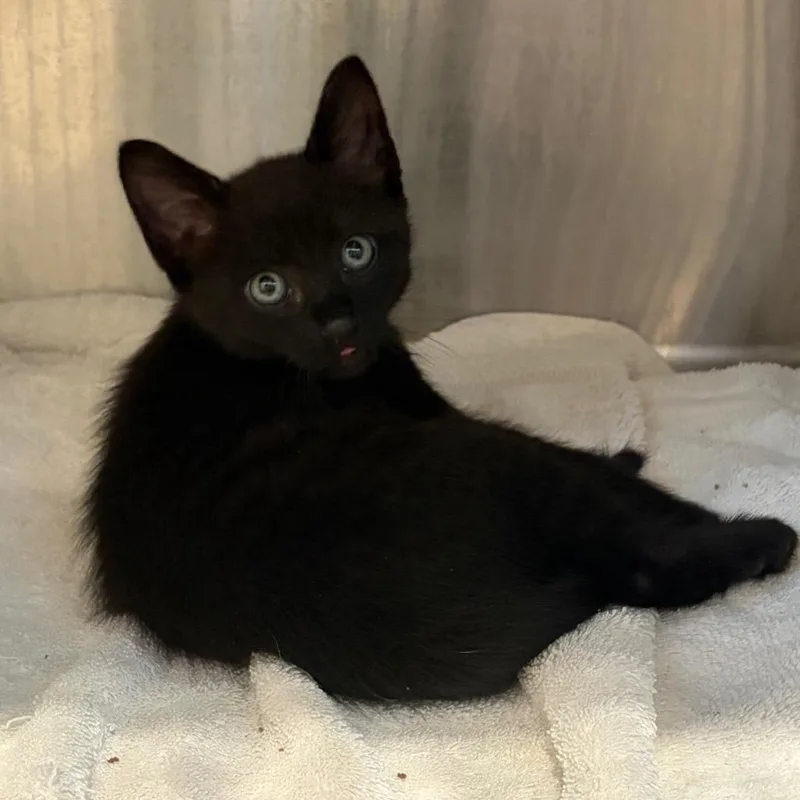 A baby small-sized male Domestic Medium Hair cat named Dean for adoption in Cumming, GA