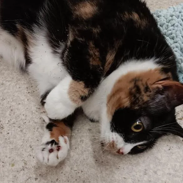 An adult extra large-sized female Calico Domestic Short Hair cat named Mellow for adoption in Springfield, MA