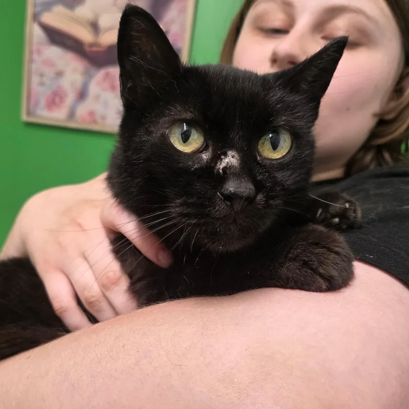 A young medium-sized female Black Domestic Short Hair cat named Bailey for adoption in Sauk City, WI