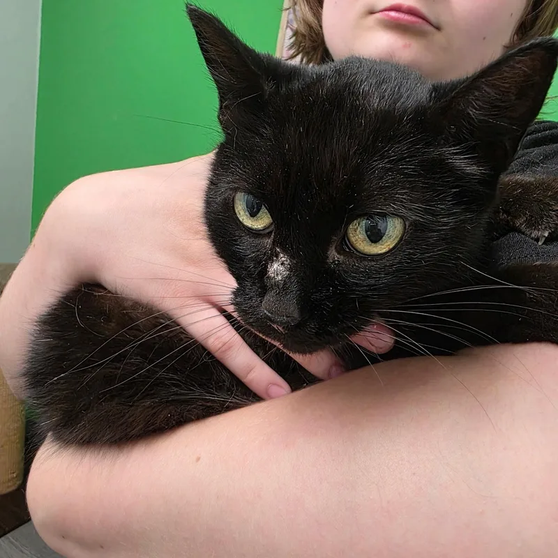 Bailey thumbnail 3