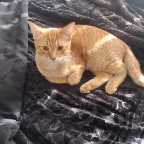 A baby small-sized male Domestic Short Hair cat named Berty for adoption in Tampa, FL
