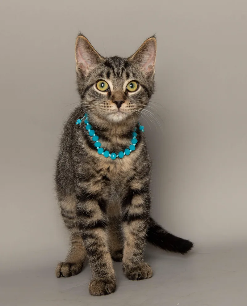 A baby medium-sized female Tabby (Brown / Chocolate) Domestic Short Hair cat named Scout for adoption in Wyandotte, MI