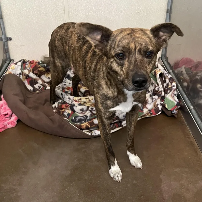 A young small-sized female Brindle Chihuahua dog named Ava for adoption in Estes Park, CO