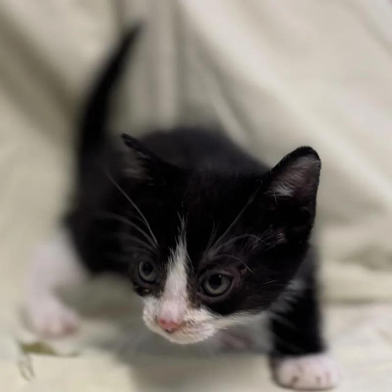 A baby small-sized male Black Domestic Short Hair cat named Atlas for adoption in Point Richmond, CA
