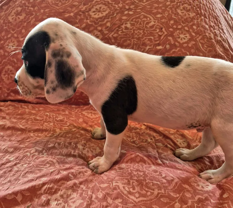 A baby medium-sized male Tricolor (Brown, Black, & White) Beagle dog named Patch for adoption in Marion, NC