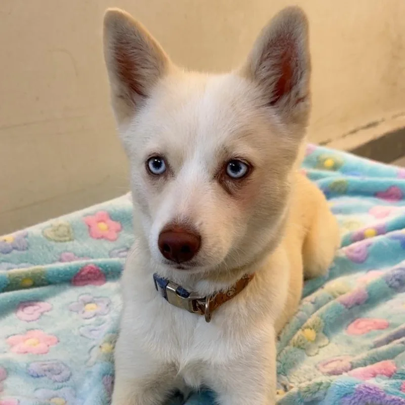 A young small-sized female White / Cream Pomsky dog named Anna for adoption in Aurora, NE