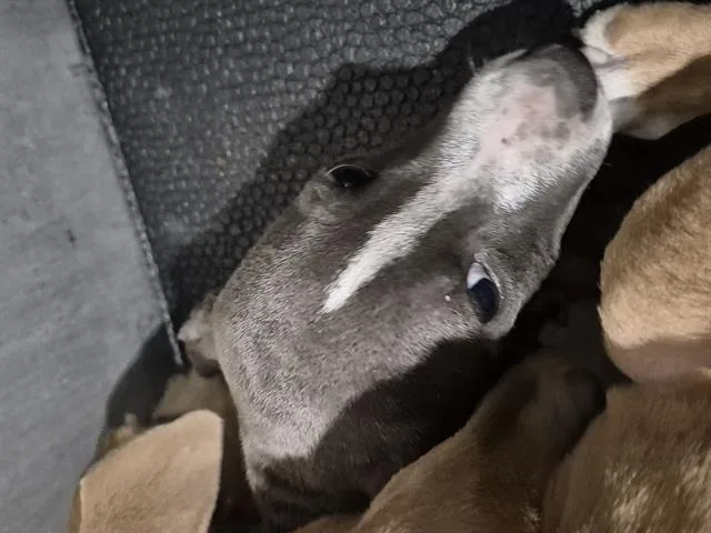 A baby small-sized female American Staffordshire Terrier dog named Shannon for adoption in San Antonio, TX