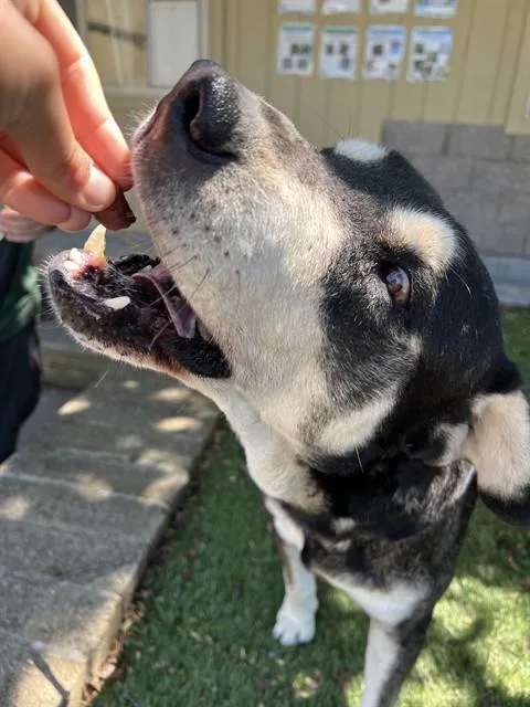 An adult large-sized male Black Alaskan Malamute dog named Grover for adoption in Phoenix, OR