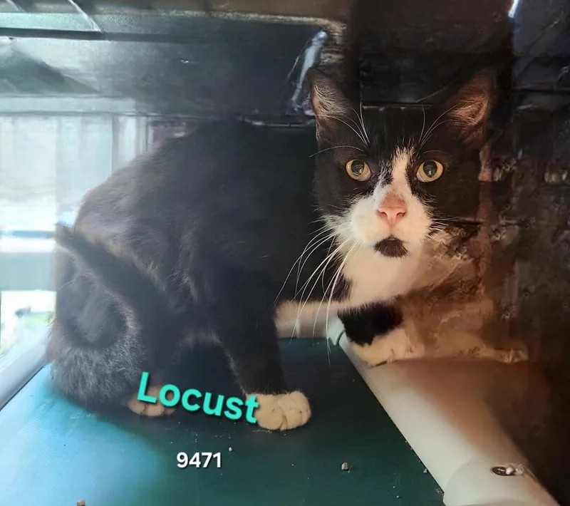 An adult large-sized male Domestic Short Hair cat named Locust for adoption in Cambridge, MD