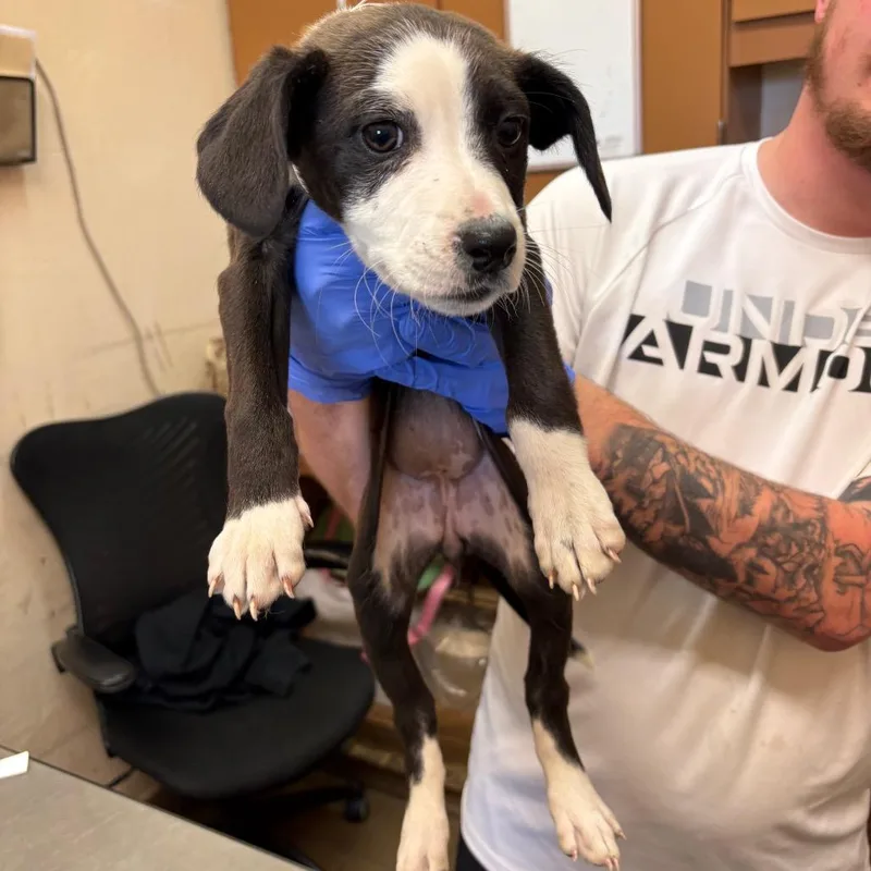 A baby small-sized female Brown / Chocolate Pit Bull Terrier dog named Callista for adoption in Birmingham, AL