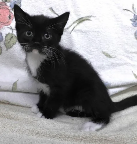 A baby medium-sized female Domestic Short Hair cat named Zara for adoption in Thief River Falls, MN