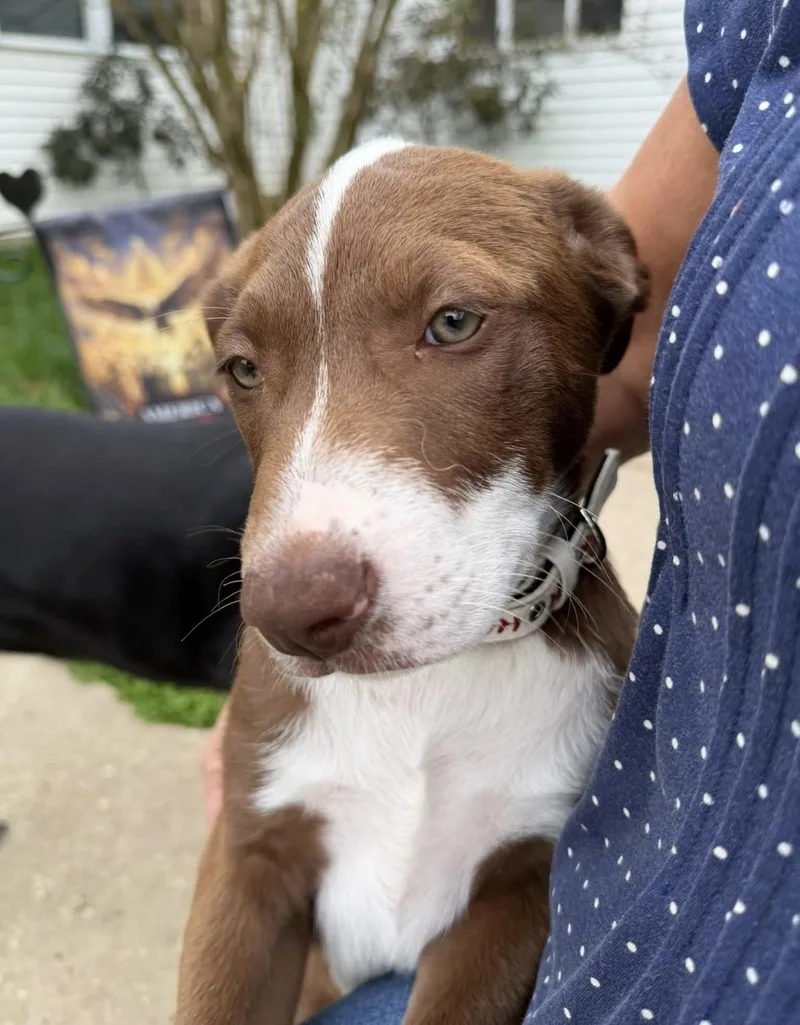A baby large-sized female Australian Shepherd dog named Chrissy for adoption in Huntingtown, MD
