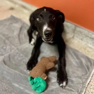 A baby small-sized male Border Collie dog named Mars for adoption in Modesto, CA