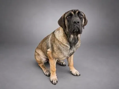 A young extra large-sized male Cane Corso dog named Houdini for adoption in Bowling Green, KY