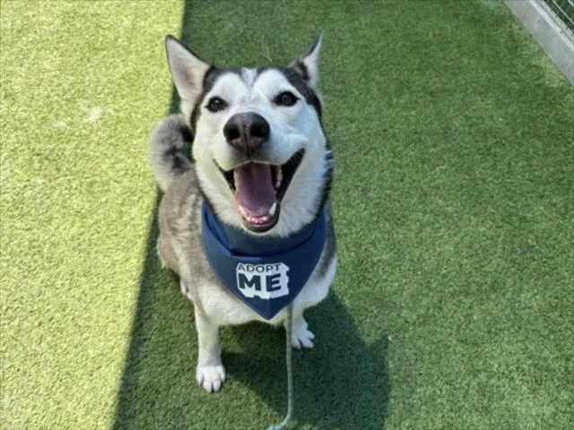 An adult large-sized male Siberian Husky dog named Harker for adoption in Van Nuys, CA