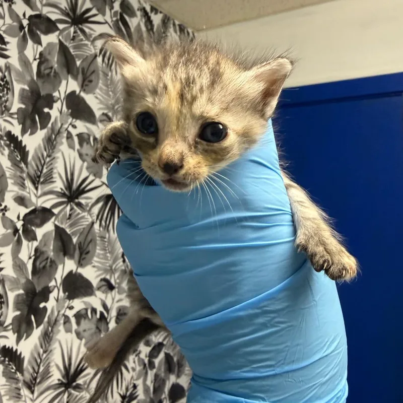A baby small-sized female Gray / Blue / Silver Domestic Short Hair cat named Carrie for adoption in Wahiawa, HI