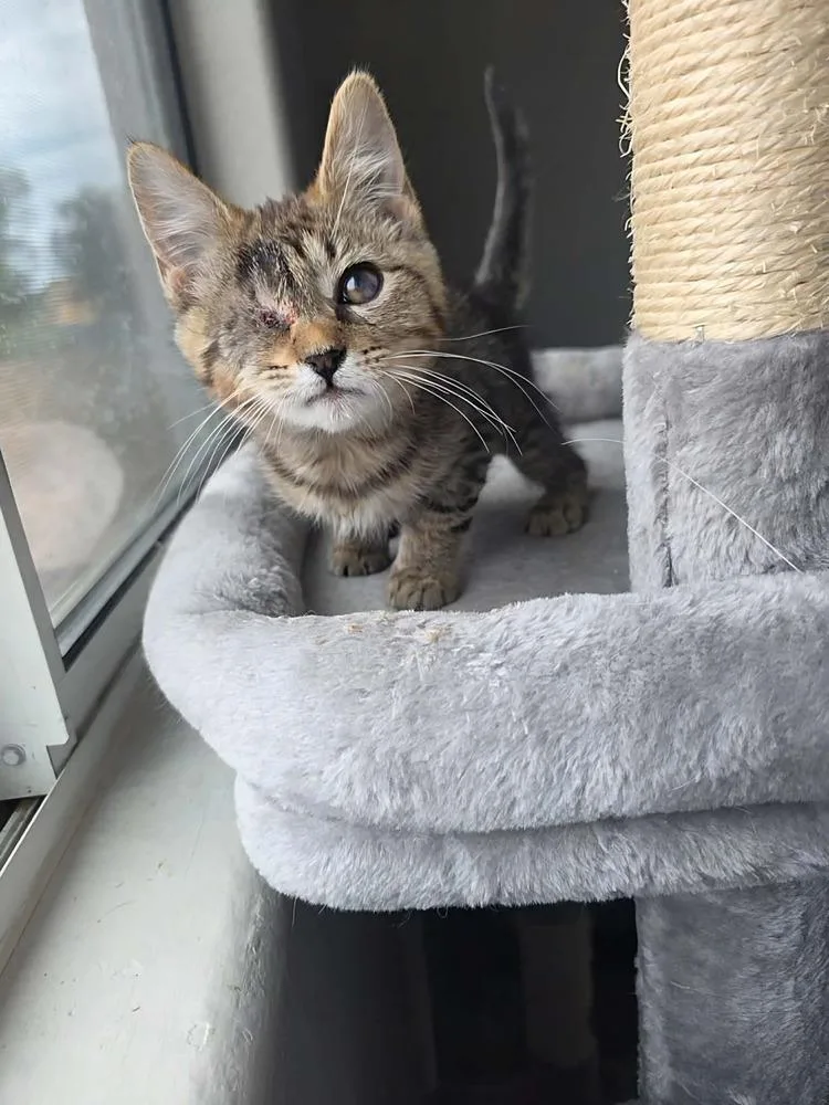 A baby small-sized female Tabby (Brown / Chocolate) Domestic Short Hair cat named El Camino for adoption in tucson, AZ