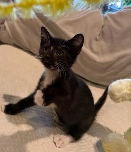 A baby small-sized male Domestic Medium Hair cat named Squeezy for adoption in Chamblee, GA