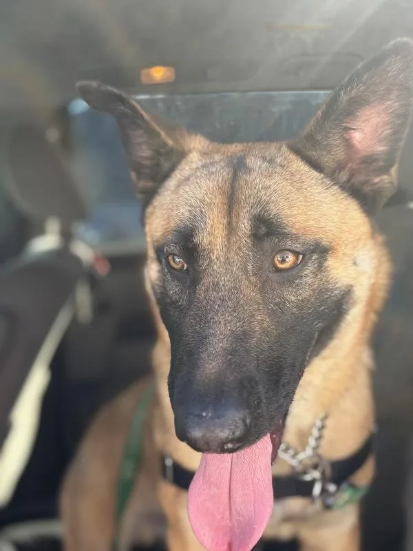 A young medium-sized male Belgian Shepherd / Malinois dog named Lucky for adoption in Vallejo, CA