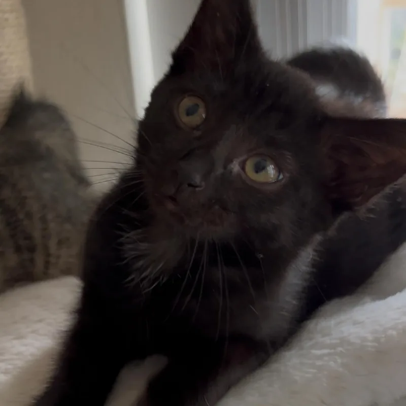 A baby small-sized female Black Domestic Short Hair cat named Dolma for adoption in Westminster, CA