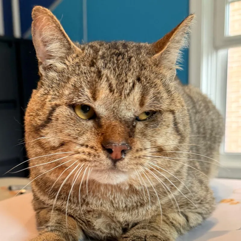 An adult medium-sized male Brown / Chocolate Domestic Short Hair cat named Samoa Joe for adoption in Allentown, PA