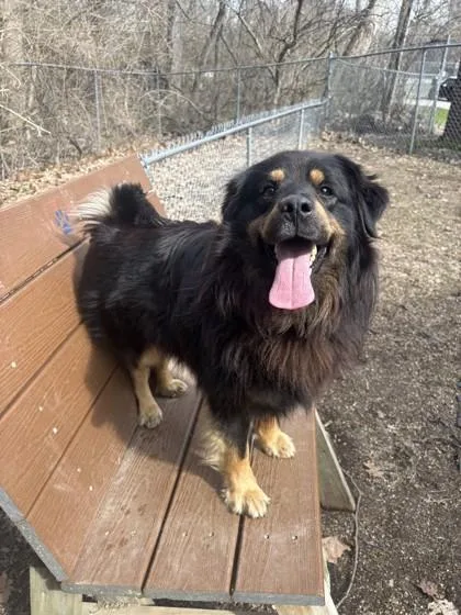 An adult medium-sized male Black Australian Shepherd dog named Bear for adoption in Lafayette, IN