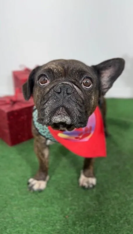 A young small-sized female Brown / Chocolate French Bulldog dog named Moka for adoption in Carlsbad, CA