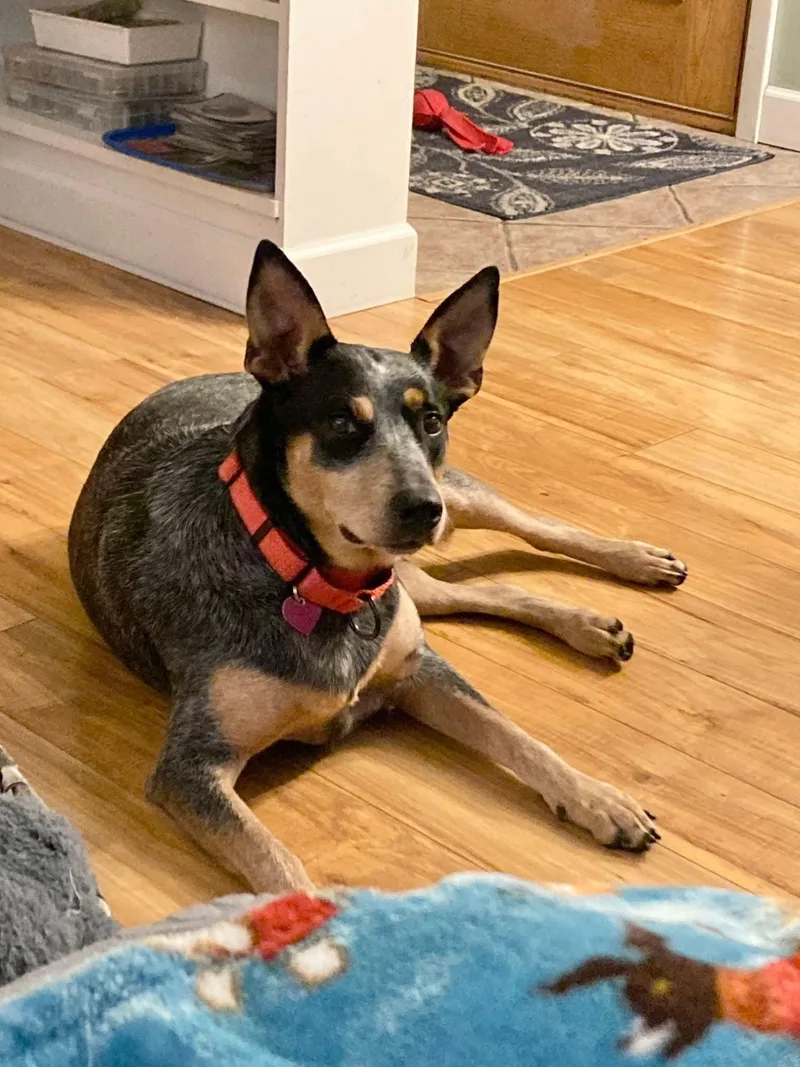 Lily   $ thumbnail 2