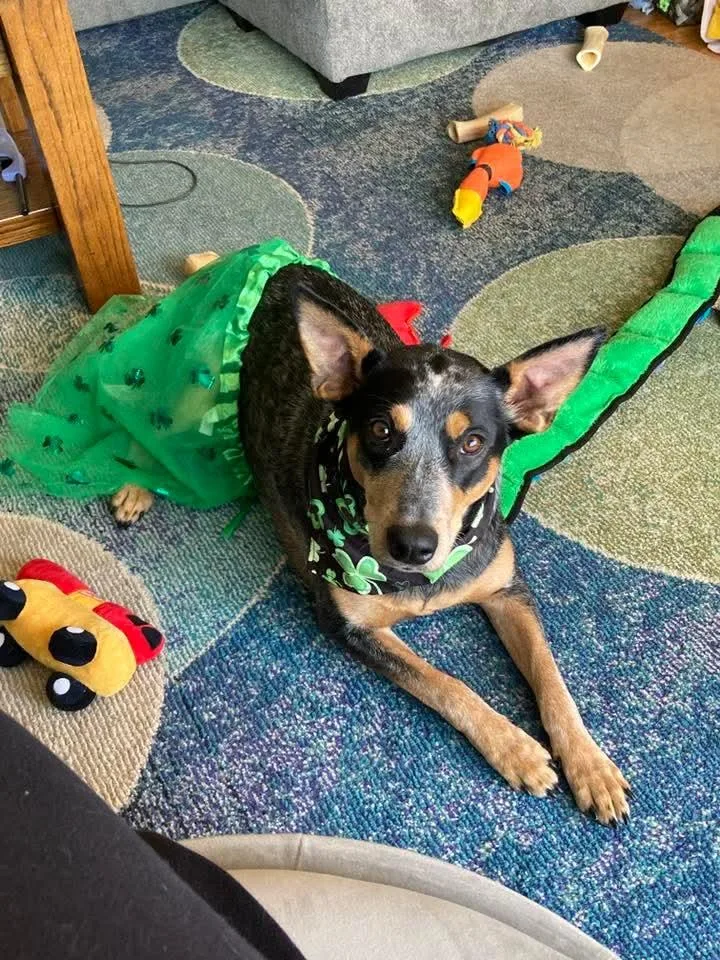 Lily   $ thumbnail 3