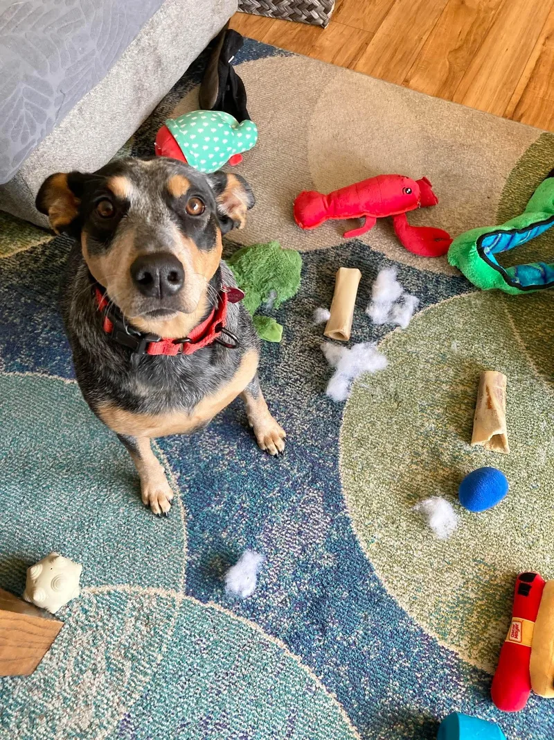 Lily   $ thumbnail 4