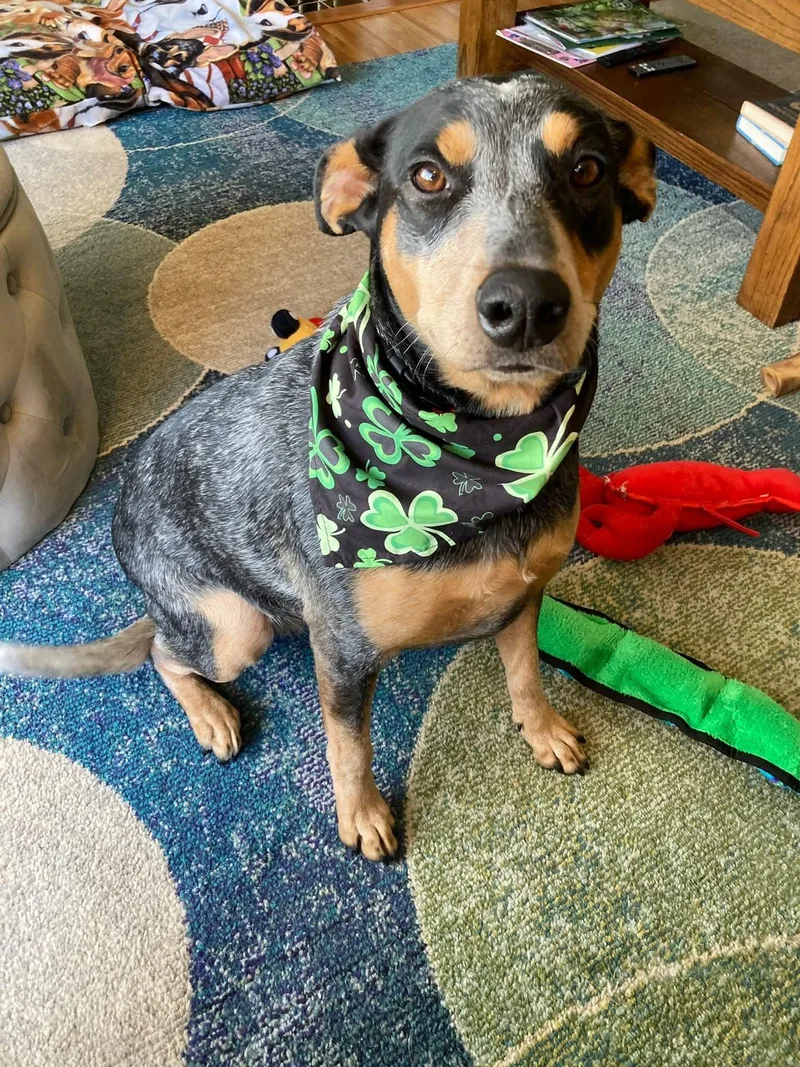 Lily   $ thumbnail 5