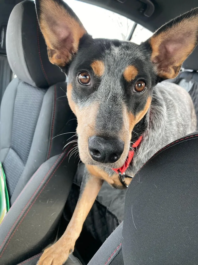 Lily   $ thumbnail 6