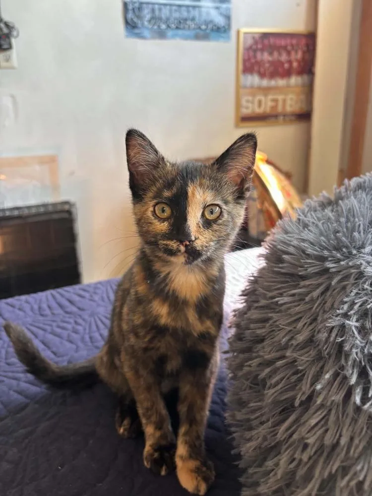 A baby small-sized female Domestic Short Hair cat named Virginia for adoption in Mishawaka, IN