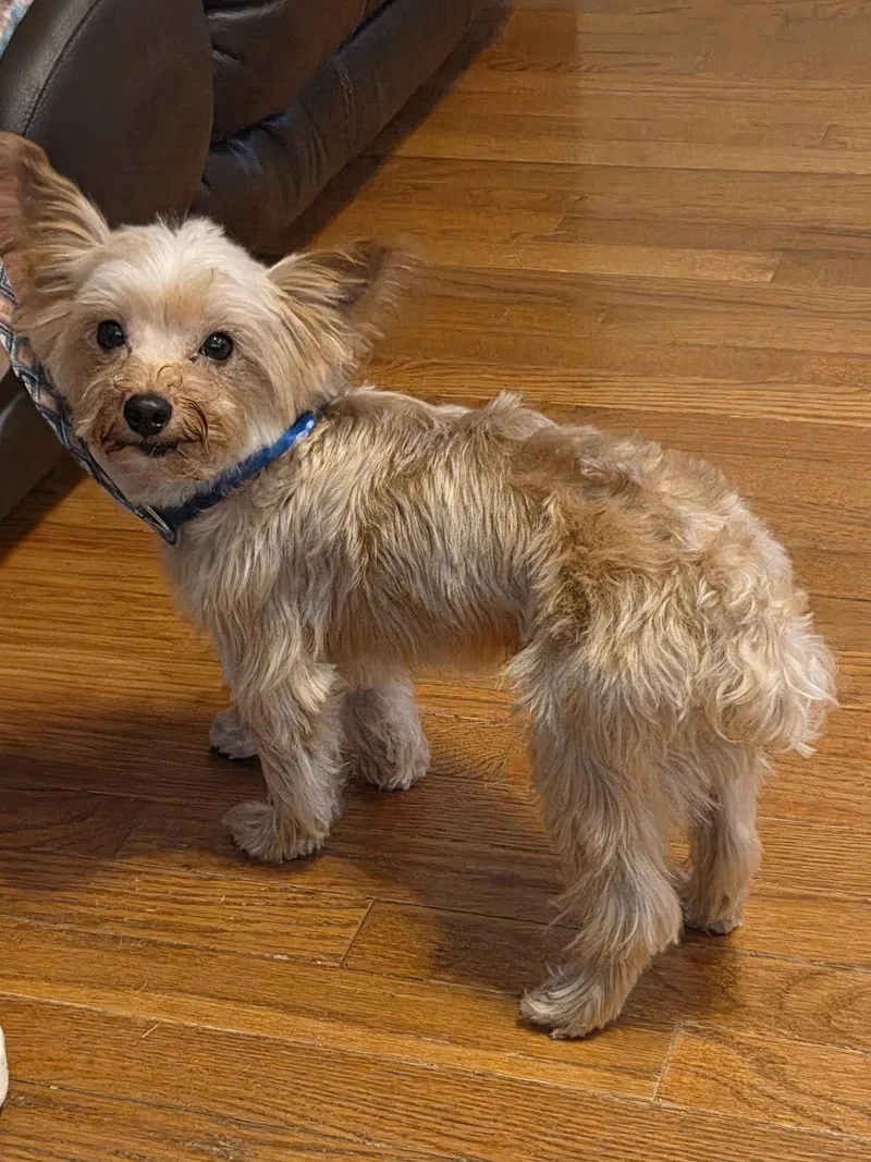 An adult small-sized male Yorkshire Terrier dog named Ollie Wood for adoption in Troutman, NC