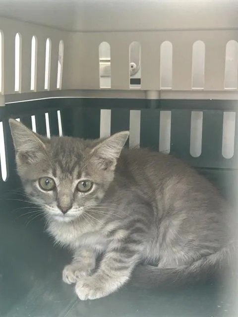 A baby small-sized male Domestic Short Hair cat named Timon for adoption in Palmetto, FL