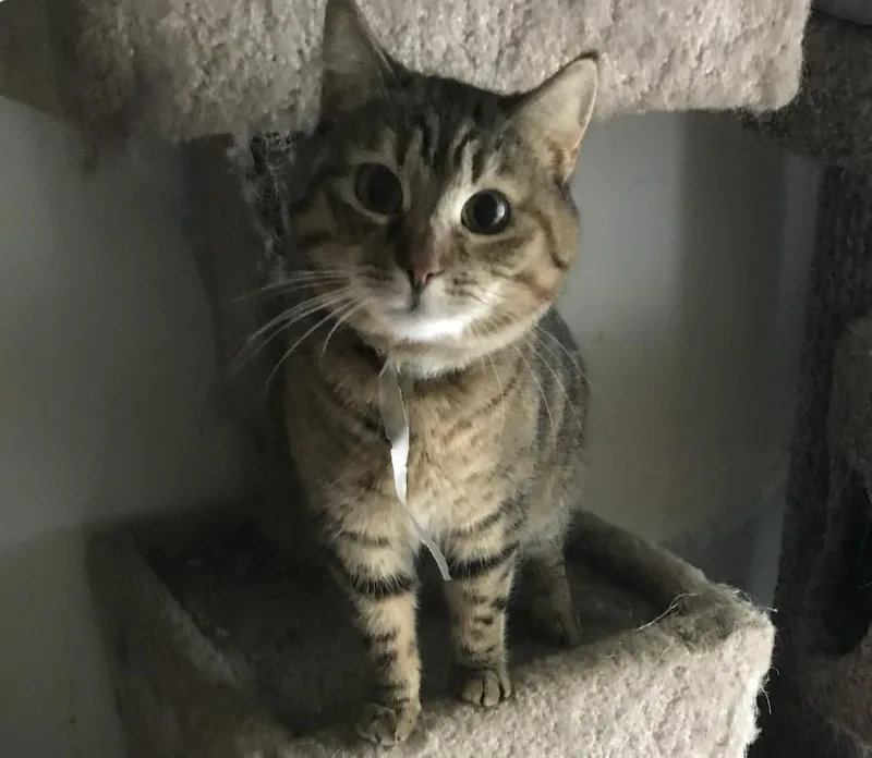 A young medium-sized female Torbie cat named Alice for adoption in Beverly Hills, CA