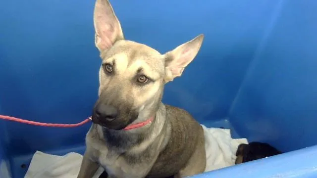A young large-sized female Mixed Breed dog named Esmeralda for adoption in Dallas, TX