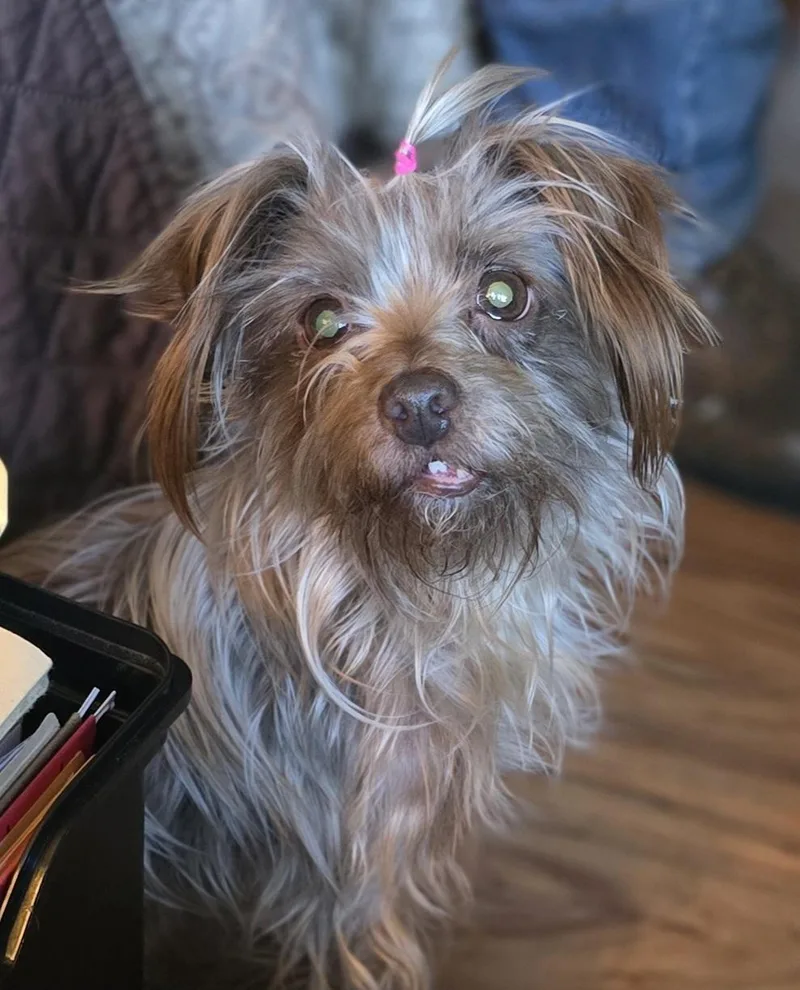 A senior small-sized female Silky Terrier dog named Nami for adoption in Winlock, WA