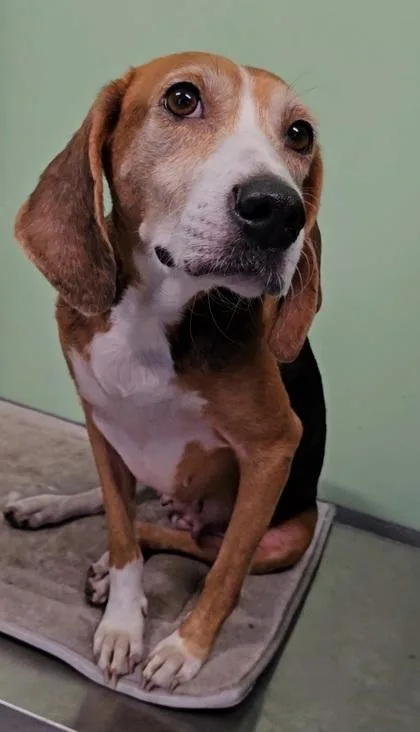 Ruby Tuesday thumbnail 3